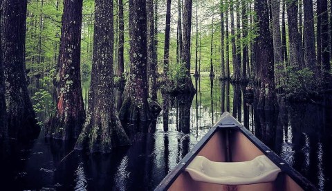 Spend An Afternoon Taking A Delightful Canoe Tour At Trap Pond State Park In Delaware This Spring