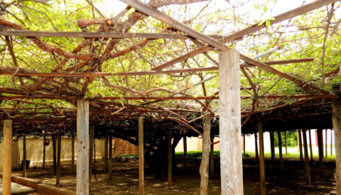 The World's Largest Rosebush Can Be Found Right Here In Arizona