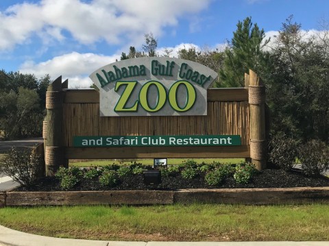 Play With Lemurs At Alabama Gulf Coast Zoo For An Adorable Adventure