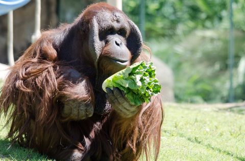 Enjoy A Kid-Friendly Virtual Zoo School From Arizona's Phoenix Zoo