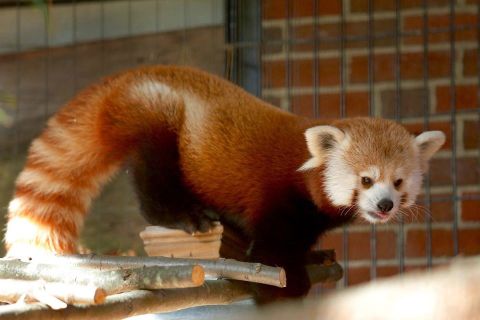 Watch Red Pandas And Spider Monkeys In Real-Time With This Livestream From Connecticut's Beardsley Zoo