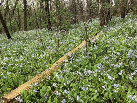 6 Of The Greatest Scenic Hiking Trails In Missouri For Beginners