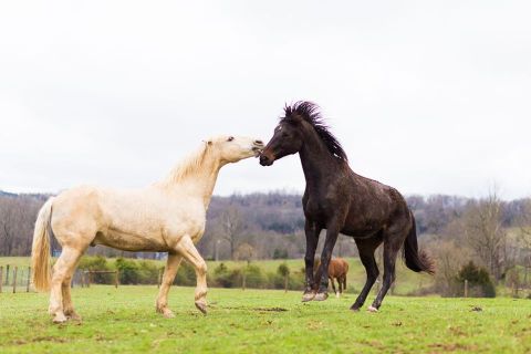 Cuddle The Most Adorable Rescued Farm Animals At Good Acres Sanctuaries In Kentucky