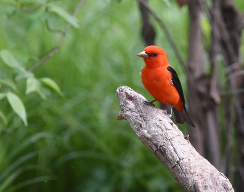 Watch Out For These 5 Birds That'll Be Appearing Again In New Hampshire Backyards During Spring