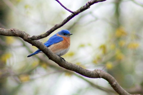 This Spring Is The Perfect Time To Listen For These Backyard Birdsongs Common In West Virginia