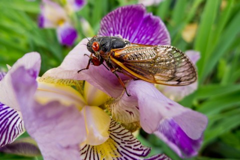 Prepare Your Ears For Thousands Of Extra Cicadas In Florida This Spring