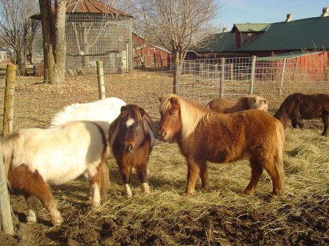 See The Most Adorable Rescued Farm Animals At The Old Poor Farm In Nebraska