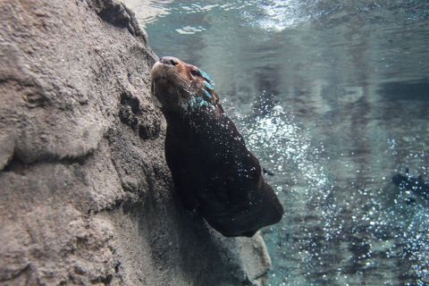 The Mote Marine Laboratory & Aquarium In Florida Is Offering Free Livestreams Of Otters