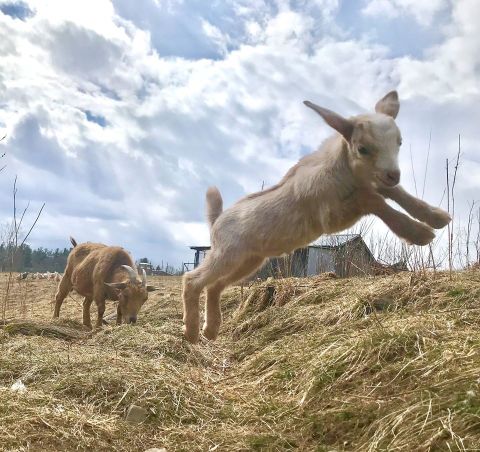 Have A Wild Adventure At The Little-Known Accredited Animal Sanctuary Located Here In Pennsylvania