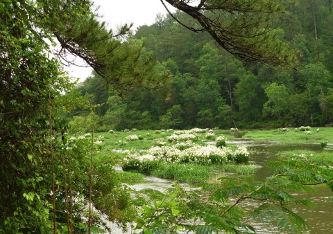 The Alabama Cahaba Lily Festival Will Have Thousands Of Cahaba Lilies In Bloom This Spring