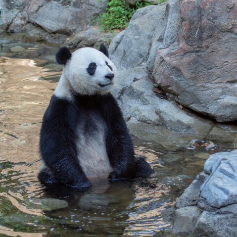 The Smithsonian National Zoo Near Virginia Is Offering Free Livestreams Of Lions, Elephants, And Giant Pandas