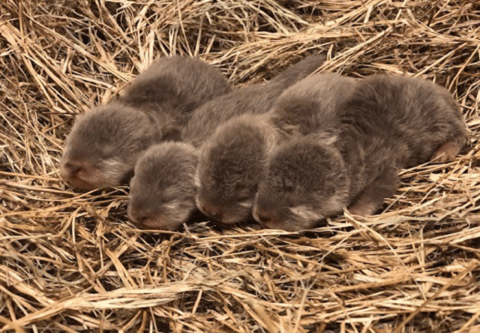 The Jacksonville Zoo Just Released The Most Adorable Video Of Newborn Otter Pups