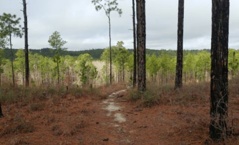 Explore 10 Miles Of Forest Hills On The Caroline Dormon Trail In Louisiana