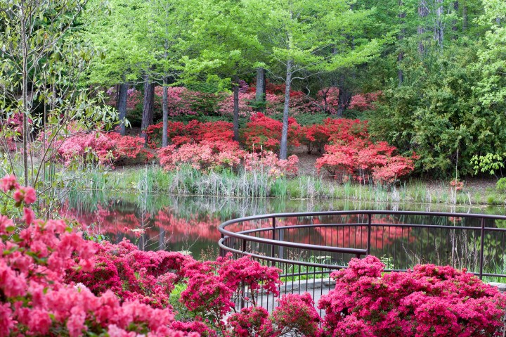 springtime in Georgia