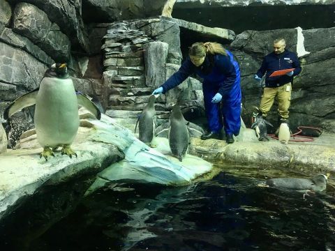 The Newport Aquarium In Kentucky Is Offering Free, Virtual Aquatic Adventures With Sharks, Penguins, And More