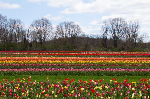 Take A Virtual Tour Through A Sea Of Over 1 Million Tulips At Holland Ridge Farms In New Jersey