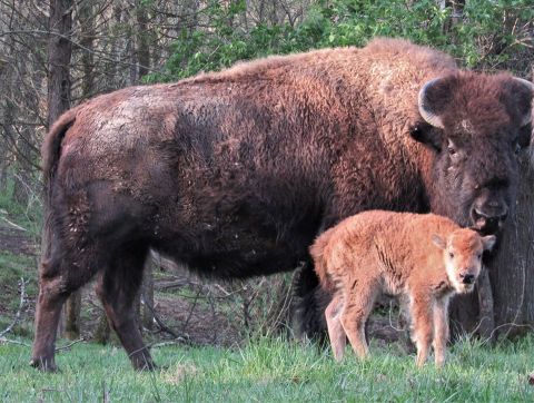 Take An Easy Hike In Kentucky To Admire A Herd Of Baby And Gigantic Bison