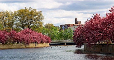 Connecticut's Enchanting Cherry Blossom Trees Are A Welcome Sign Of Spring