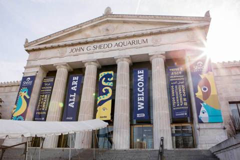 The Shedd Aquarium In Illinois Is Offering Free Livestreams Of Angelfish, Yellow Tangs, And More