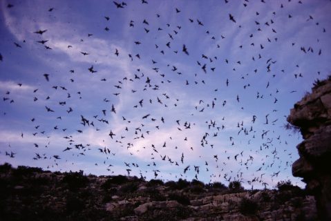 Watch Millions Of Bats Take To The Skies This Summer At The Selman Bat Watch In Oklahoma