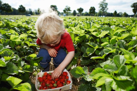 You May Not Be Able To Pick-Your-Own This Year But Arkansas Farmers Have A Socially-Safe Solution