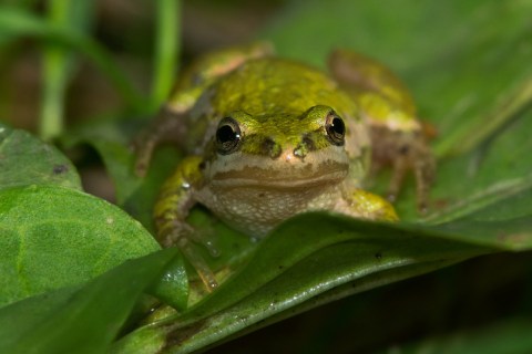 Thousands Of Singing Western Chorus Frogs Are A Welcome Sound Of Normalcy Here In Utah