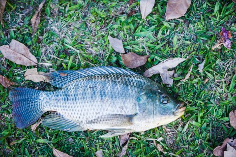 In 1901, Thousands Of Fish Mysteriously Fell From The Sky Above Tiller's Ferry, South Carolina