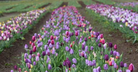 Take A Virtual Tour Through A Sea Of 1.5 Million Tulips And Daffodils At Burnside Farms In Virginia