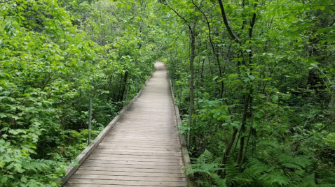 Take A Hike Through Lake Bemidji State Park, A Gorgeous Minnesota Park Full Of Beaches, Bogs, And Breathtaking Beauty