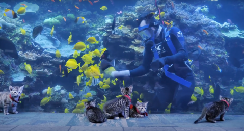 Watch Adorable Atlanta Kittens Get A Private Tour Of This Empty Georgia Aquarium