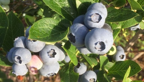 Coin-Sized Blueberries Are Naturally Grown In Kansas At Chautauqua Hills Farm