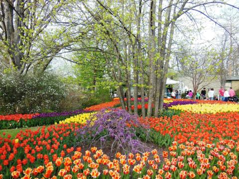 Take A Virtual Tour Through A Sea Of More Than 100,000 Tulips With The Cincinnati Zoo And Botanical Garden