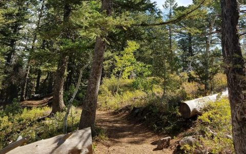 This Easy Nature Trail Near Idaho Leads You Through A Peaceful Forest And Straight To A 500-Year-Old Tree