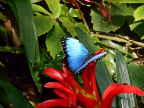 Frederik Meijer Gardens In Michigan Is Live Streaming Its Butterfly Exhibition For Your Enjoyment