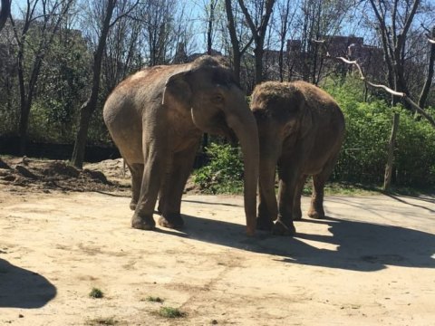 The Cincinnati Zoo In Ohio Is Offering Free Livestreams Of Elephants, Wallabies, And More