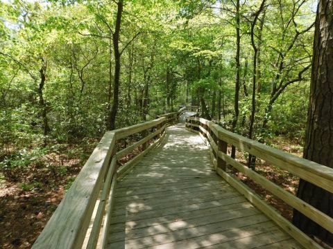 Take An Easy One-Hour Loop Trail To Enter Another World At First Landing State Park In Virginia