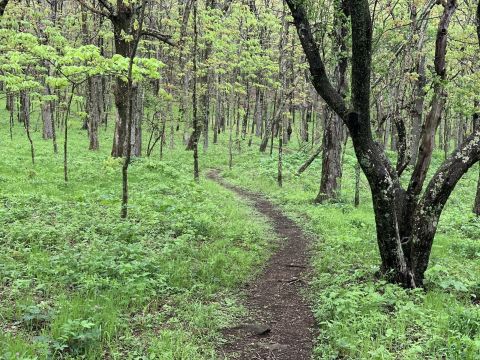 Hike Past Massive Boulders And Mountain Laurel When You Embark On The Mount Pleasant Trail In Virginia