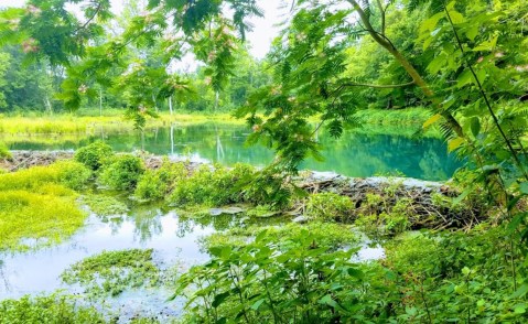 Explore A Small Natural Spring While Hiking Alabama's Rock Spring Nature Trail