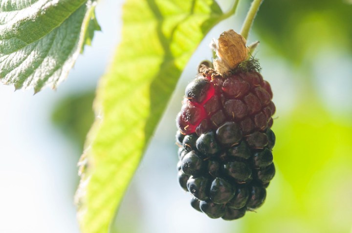 marionberry history