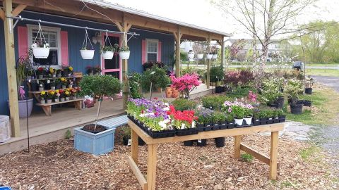 Start Your Garden With A Grow-Your-Own Kit From Delaware's Inland Bay Garden Center