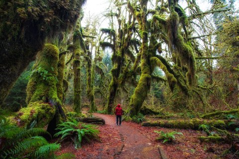 Hiking At The Hoh Rain Forest In Washington Is Like Entering A Fairytale