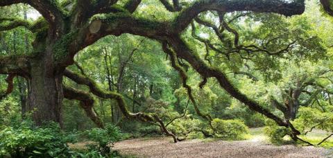 A Majestic Stroll Awaits At Twelve Oaks Walking Trail In Mississippi      