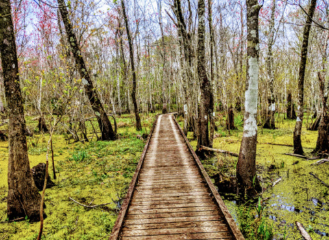 Few Louisianians Have Explored Lake Fausse Pointe State Park, A Hidden Natural Wonder In The Atchafalaya Basin