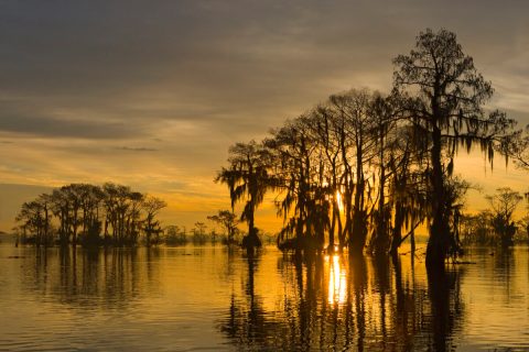 The Atchafalaya Swamp Was Named The Most Beautiful Place In Louisiana And We Have To Agree