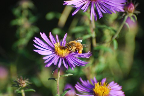 7 Beautiful Plants Native To Delaware That Attract Butterflies, Birds, and Bees All Season Long