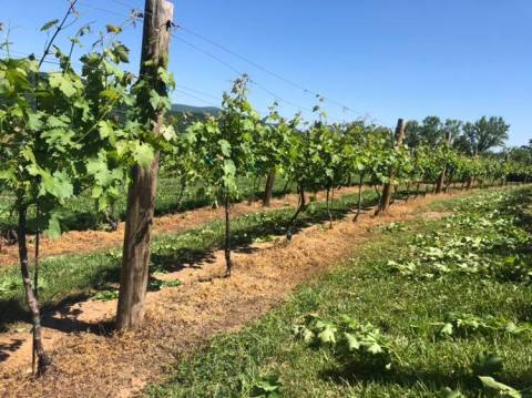 You Can Drink Wine With Actual Goats At Fainting Goat Vineyards In Georgia