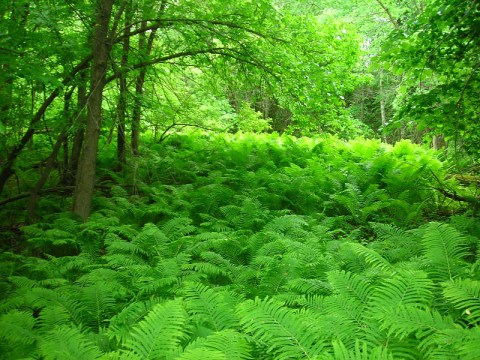 Explore The Gunlogson State Nature Preserve In North Dakota To Discover Rare Plants And Animals