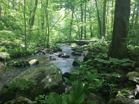 Social Distance While Walking Through Gorgeous Flowers At Bartlett Arboretum, A 93-Acre Garden In Connecticut