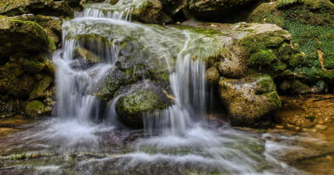 The Shirley Miller Wildflower Trail In Georgia Will Lead You Straight To A Hidden Waterfall