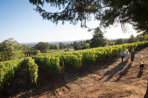 You Can Drink Wine With Llamas At Rain Dance Vineyards In Oregon